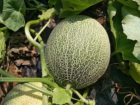 手拿玫珑蜜瓜哈密瓜,蜜瓜,甜瓜,平分,水果,种子甜瓜,瓜,蜜瓜,哈密瓜