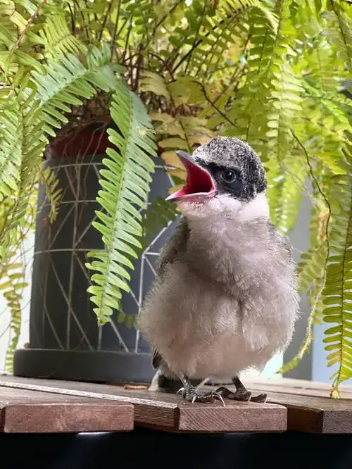 小不点嘴巴还没有退黄,还是宝宝裂嘴,所以还是幼鸟,另外,灰喜鹊成年