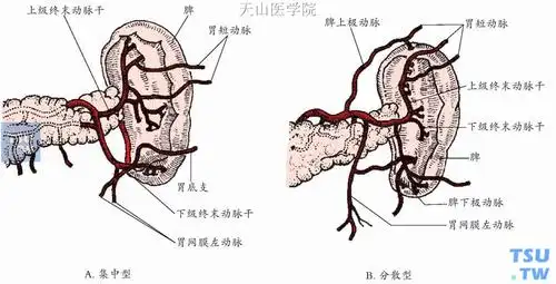 脾脏手术应用解剖