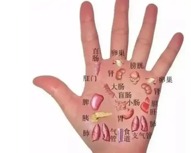 手对应的五脏六腑图 手对应的五脏六腑图片