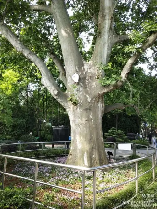 这棵梧桐树已有一百二十年历史了,它是上海梧桐树"老二〃,中山公园的