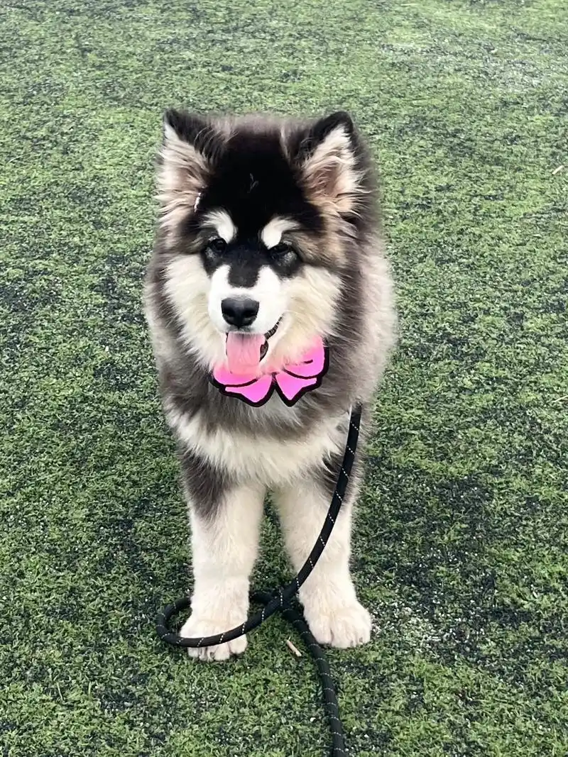 有请u公主上场#阿拉斯猪 #阿拉斯加 #萌宠出道计划 #气质 - 抖音