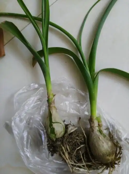 有谁知道这是什么植物,球状根,听说生食可治胃病,汁黏