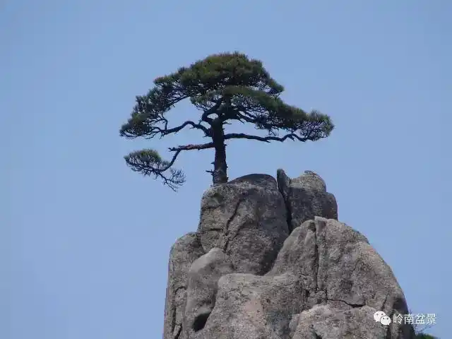 之志松柏之寿松柏之茂松柏后凋松——古往今来,不知有多少志士文人,歌