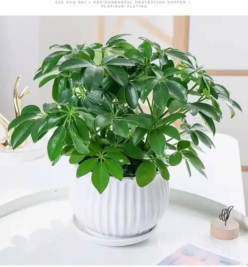 发财树盆栽锐衡八方来财清香图陶瓷湓包活赠花肥