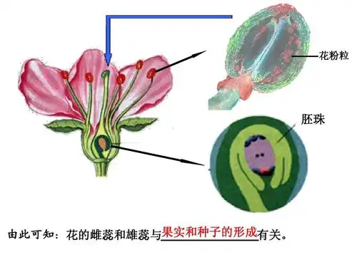 花的结构和类型