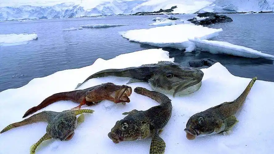 南极的鱼为什么不怕冻?防冻鱼极端低温下的抗冻秘籍