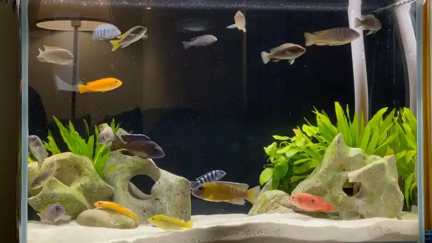 新开三湖慈鲷60缸三个月