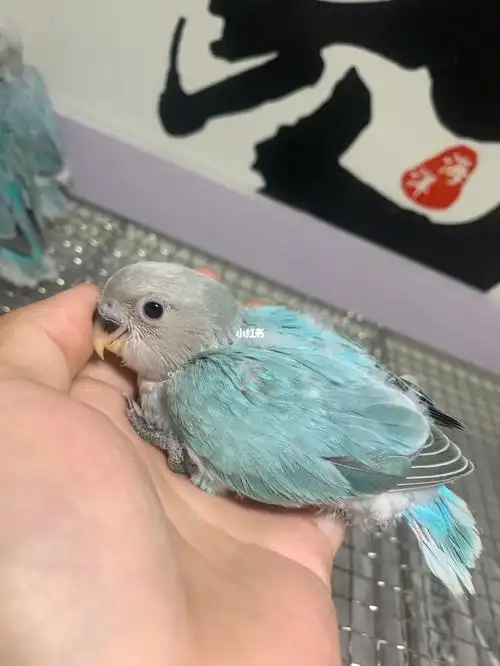 松石蓝闪双基因7015蓝闪派脚环:小尧002性别:公#牡丹鹦鹉  #手养