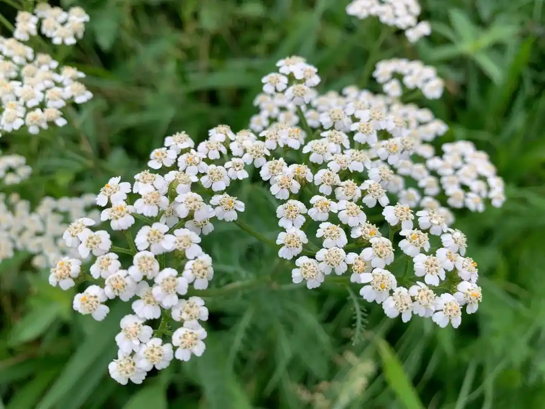 蓍草/古老的占卜草木 是菊科,蓍属多年生草本植物,匍匐根茎细.