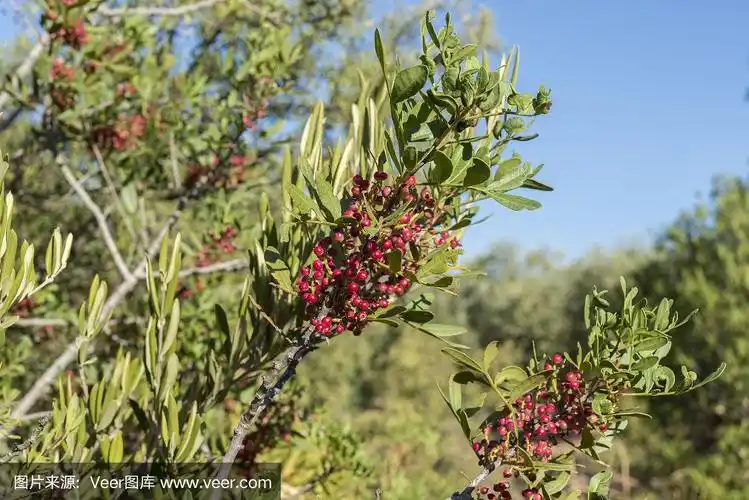 乳香树,黄连木的叶子和果实
