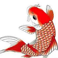红色鲤鱼微信头像_微信头像图片大全