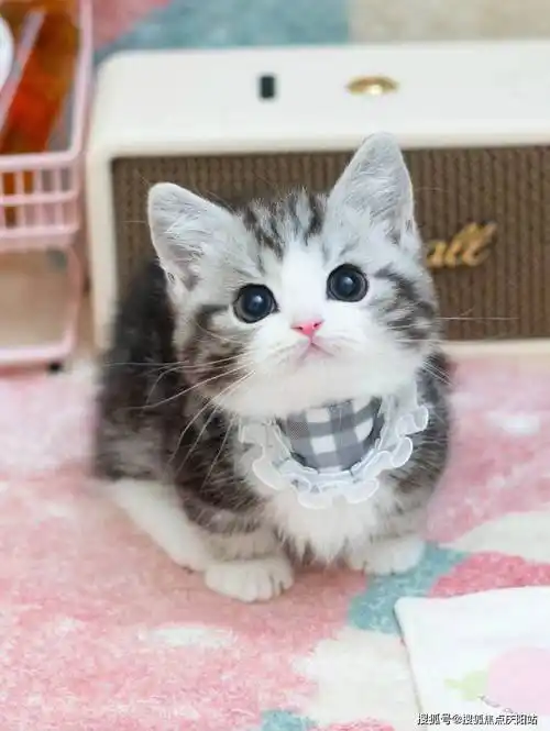 北京买美短起司猫首页网站(北京朝阳区)买美短起司猫的宠物店哪家口碑