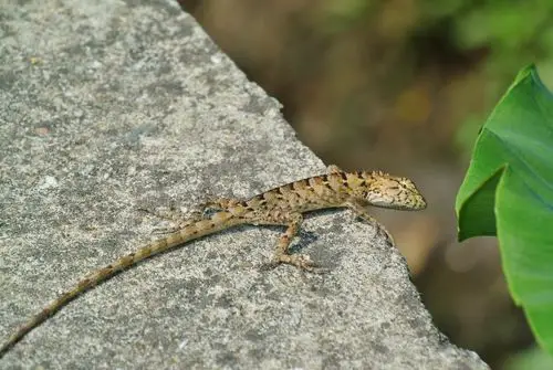 变色树蜥图片 - 第3张