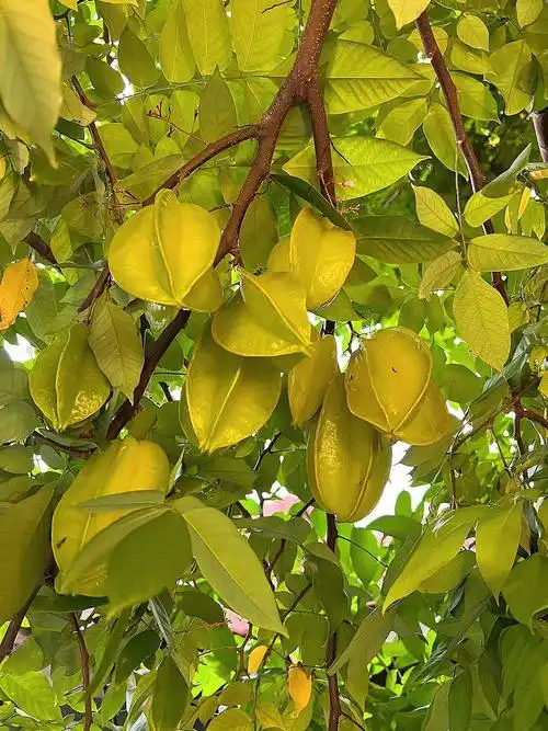 有人见过长在树上的杨桃果吗有喜欢吃的吗