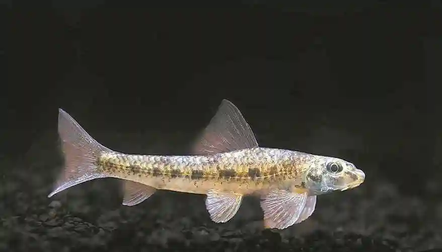 海南拟42台湾白甲鱼花鳗鲡中华刺鳅河川沙塘鳢网纹吻虾虎张氏薄鳅似