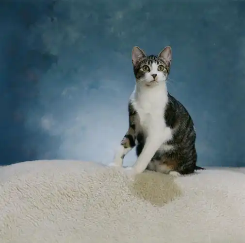 坐着的小猫图片素材下载(图片id:345280)_-陆地动物-图片素材_ 集图网