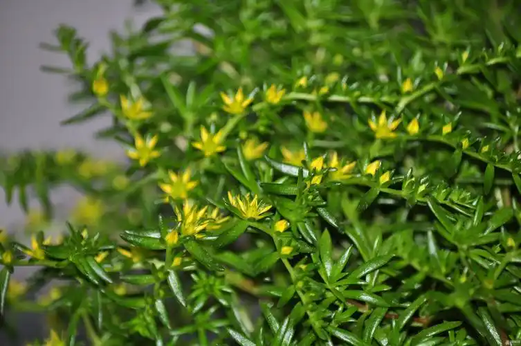 有认识民间治龙王疮的龙王草(龙疮草)的网友 .