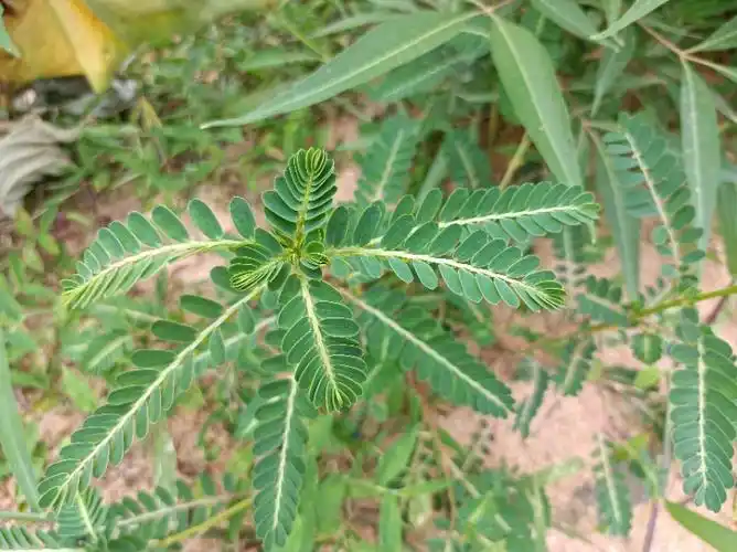 珍珠草的功效与作用,珍珠草可以治肾结石吗