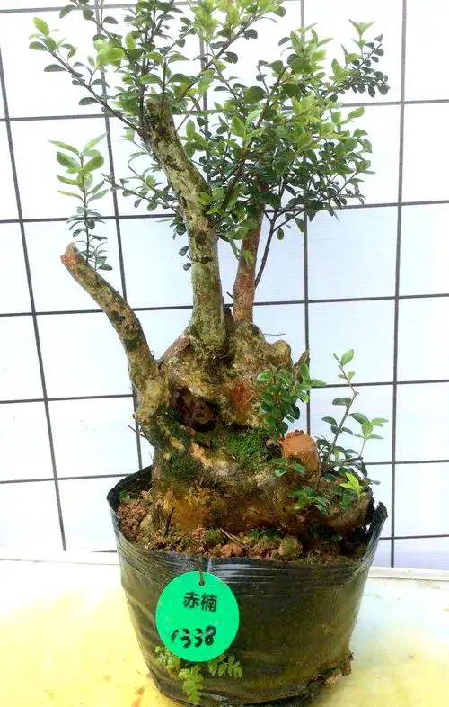 野生小叶赤楠树桩盆景熟桩三叶红芽庭院植物四季常青黄杨科可包邮