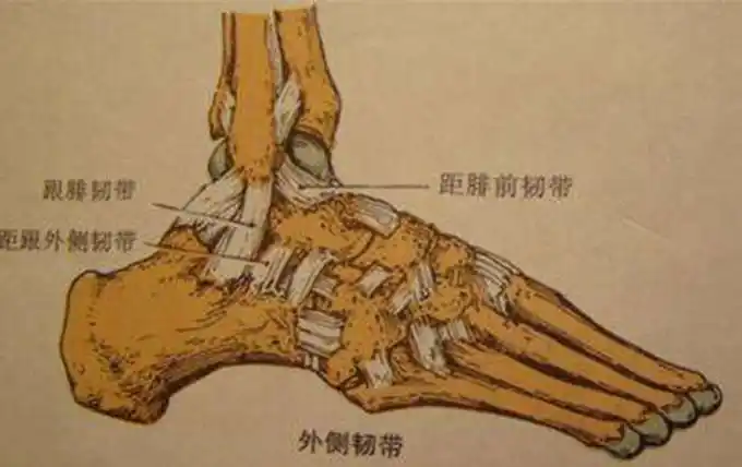韧带和筋有什么区别?