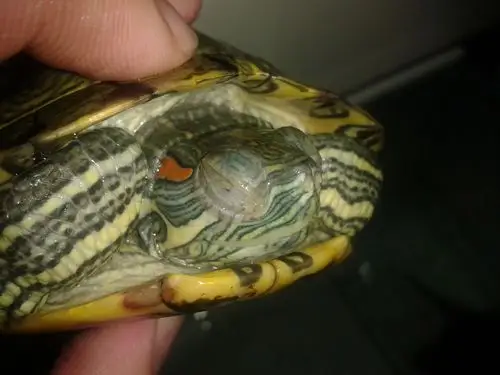 我的小乌龟眼睛睁不开了,用了两天氯霉素眼药水,不见起色,跪求怎么