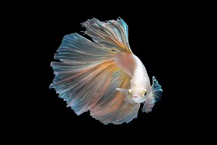 近距离的艺术运动暹罗战斗鱼或betta splendens在黑色的背景图片