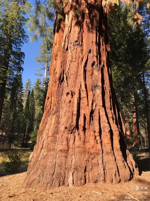 东海岸人访游西海岸(二):优胜美地