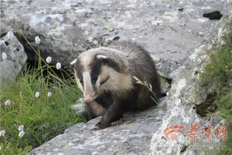 传说中的异兽你知道它的故事吗