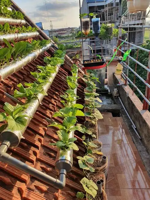 楼顶种菜