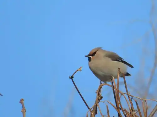 东北常见鸟类太平鸟