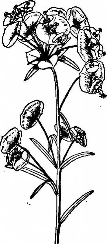 猫尾草怎么画简笔画