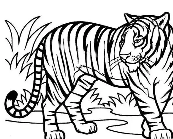 站立的老虎简笔画图片老虎儿童绘画图集工笔小老虎画法简笔画站立的