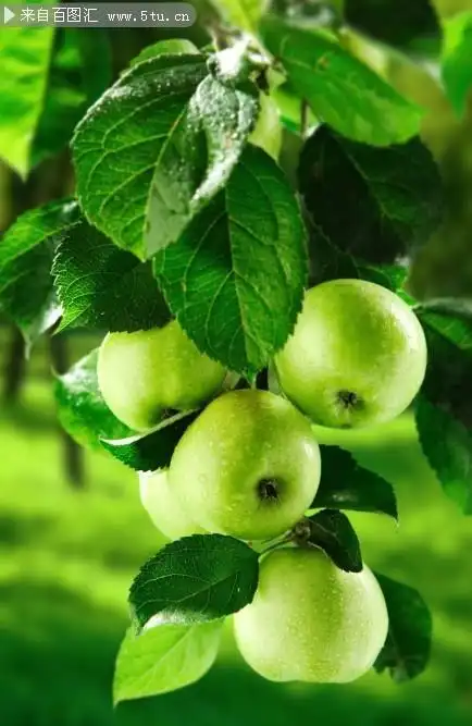 树枝上的青苹果