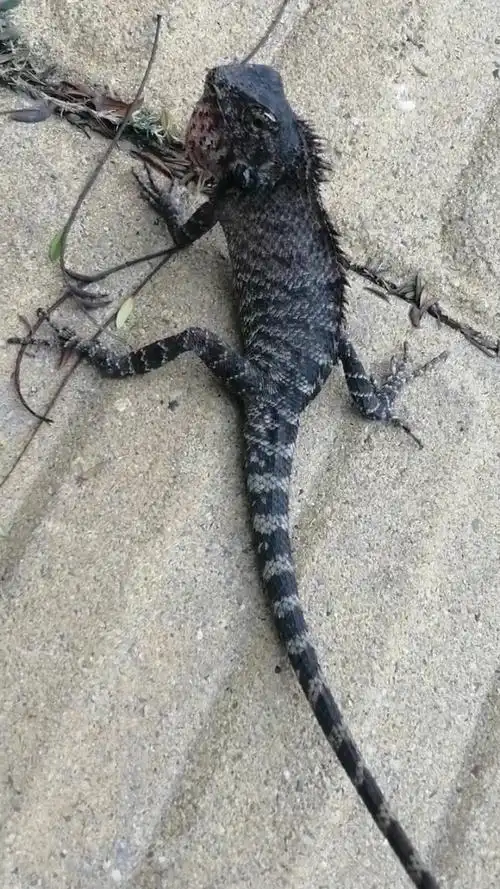 路上偶遇雷公蛇,据说被它咬到之后,只有打雷才会松口.