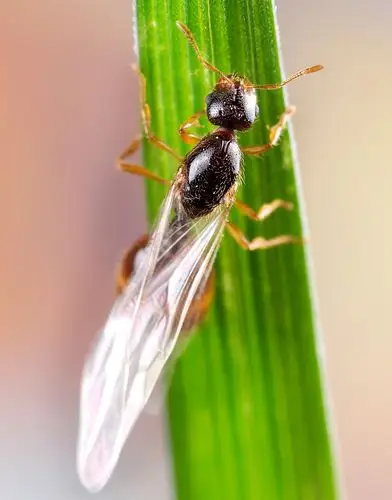 微距019一组有翅膀的蚂蚁
