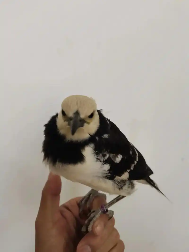 花八哥#八哥鸟#八哥鸟爱好者  我负责出图,官方负责推荐了 - 抖音