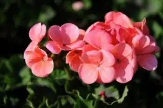 匈牙利的国花是什么?匈牙利将多姿多彩的天竺葵定为国花