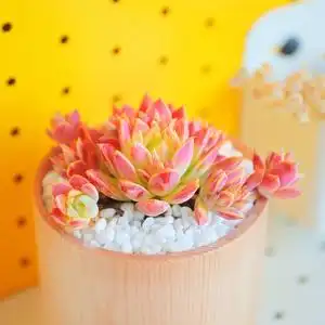 高档红蔓莲多肉植物奇趣稀有花卉盆栽绿植室内多头容易爆盆的多肉