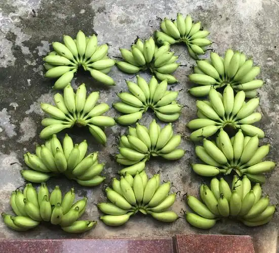 皇帝蕉树图片贡蕉图片帝皇蕉贡蕉青皇帝蕉图片皇帝蕉绿色海贡蕉植株