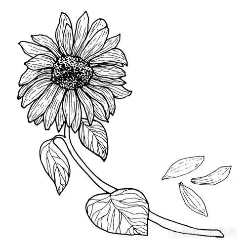上了一枝黑白色向日葵叶插画-正版商用图片008ukq-摄图新视界