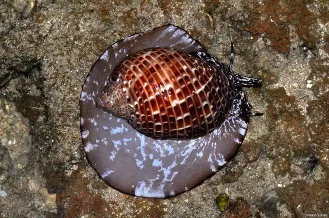 无脊椎动物——软体动物