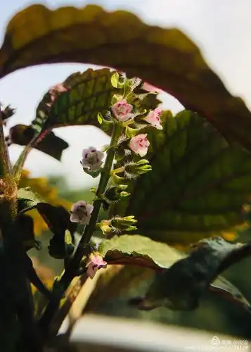 小小紫苏花(手机微距拍摄)