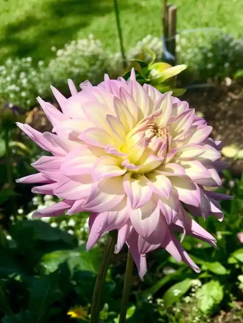 花朵直径15cm,它的高度大概50-60cm,是大丽花中可选择种植的品种