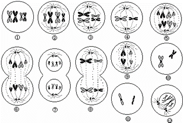 如图是某哺乳动物细胞进行有丝分裂和减数分裂部分图,请根据图回答