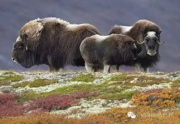 rlyl物种说今日麝牛muskox