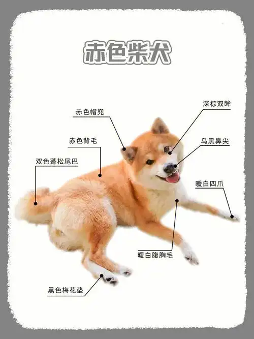 柴犬毛色の科普篇