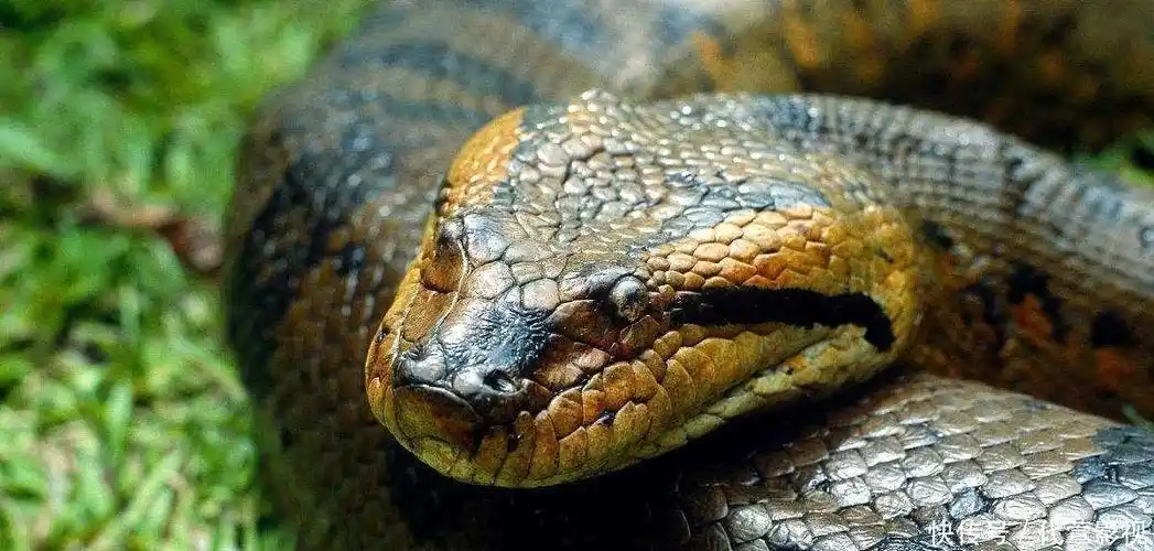 盘点世界十大蟒蛇,狂蟒之灾中的巨蛇都只能排第二,第一是谁?