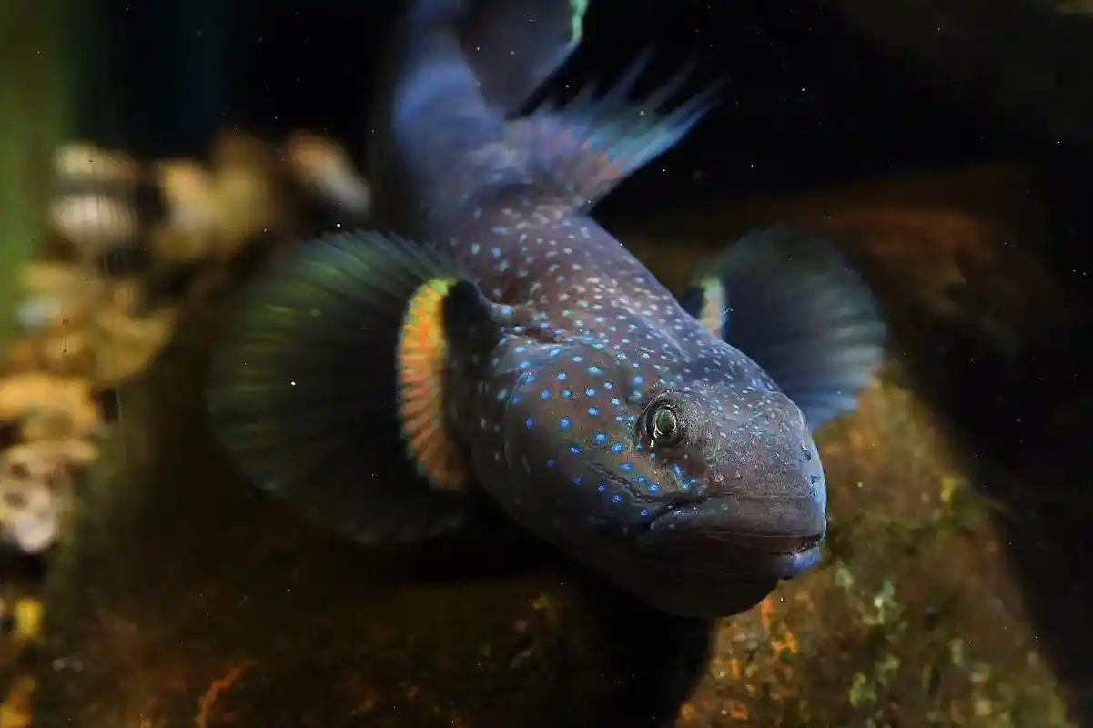 短棘缟虾虎鱼,一种颜值不输吻虾虎的缟虾虎,而战斗力完全碾压, - 抖音