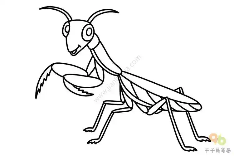 昆虫记螳螂简笔画步骤